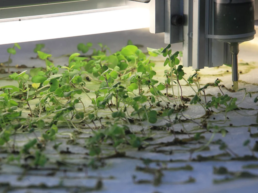 Allison Kudla, Capacity for (urban eden, human error)